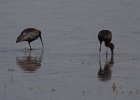 FBL13404 : zwarte ibis